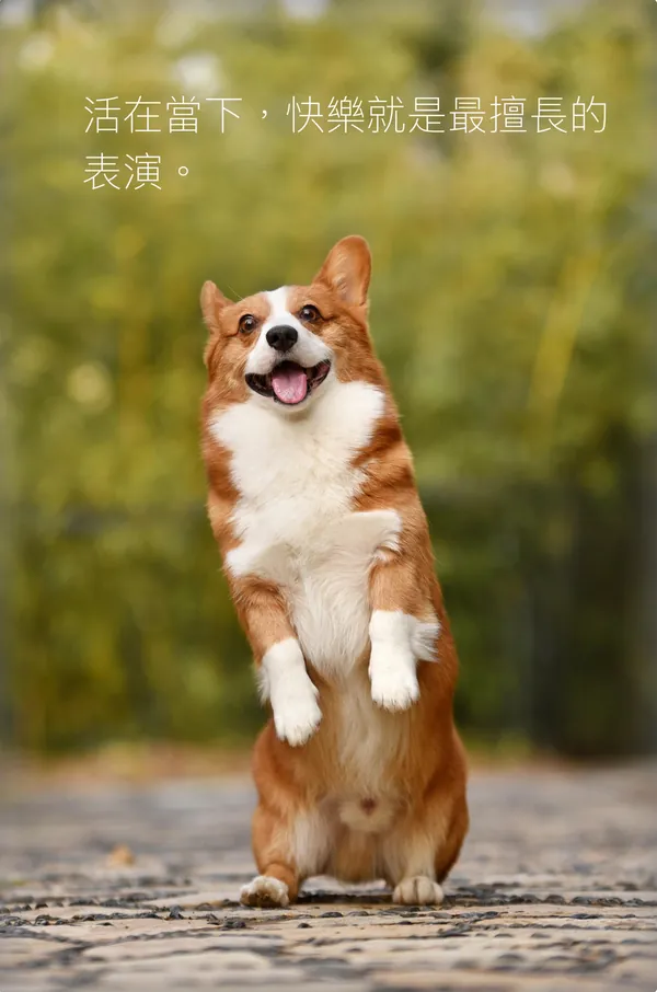 詩卡：一隻柯基在林間小路上站起來